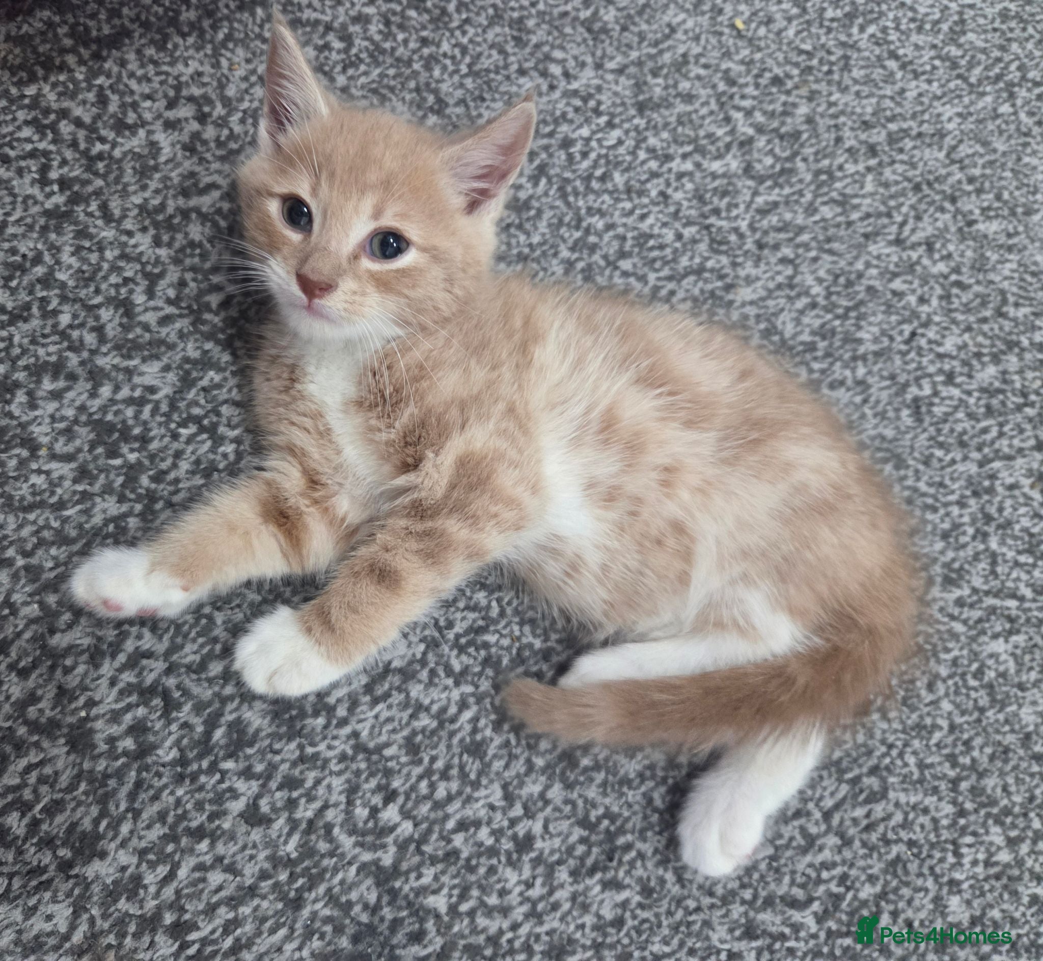 Mixed Breed cats 1 Gorgeous fluffy loving kitten Ready to go home - Advert 6