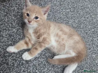 Mixed Breed cats 1 Gorgeous fluffy loving kitten Ready to go home - Advert 6