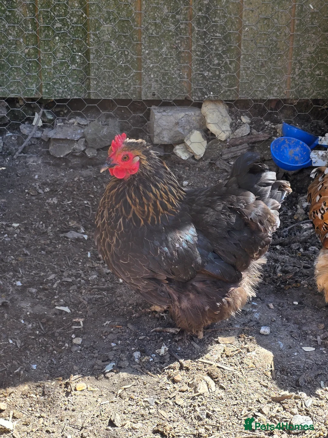 Chickens poultry for sale: 5 day old Pekin Bantam x Sebright chicks - Advert 7