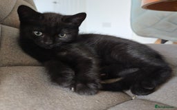 Mixed Breed cats for sale: BSH and Tuxedo Mix - Image 2