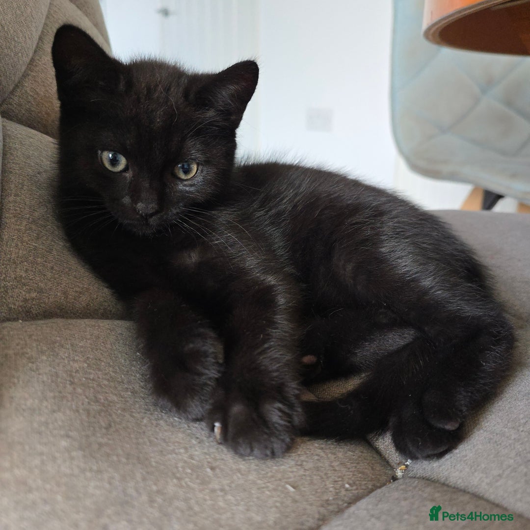 Mixed Breed cats for sale: BSH and Tuxedo Mix - Image 2