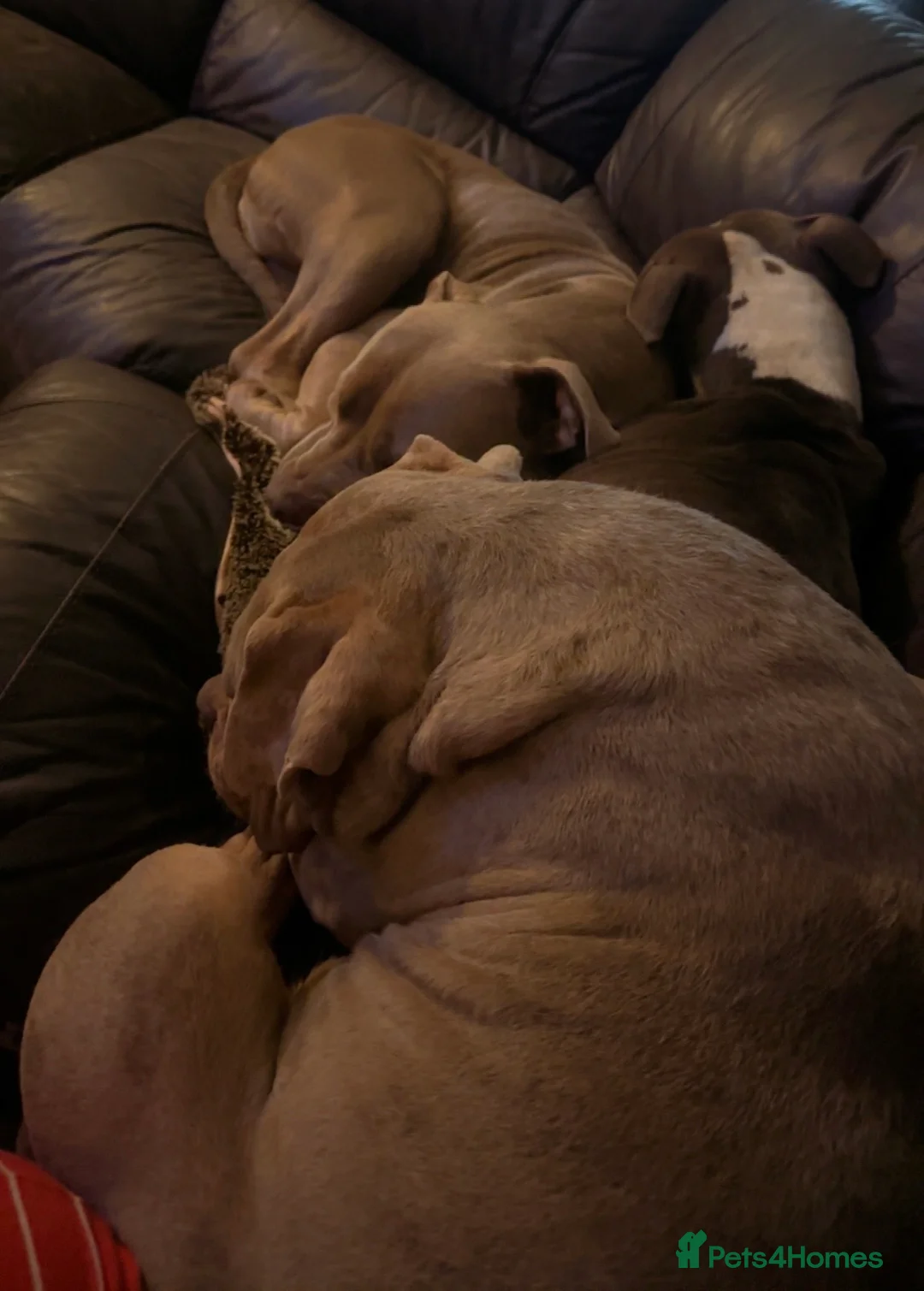 Mixed Breed dogs for sale: Alapaha Blue-Blood bulldog mix - Advert 4