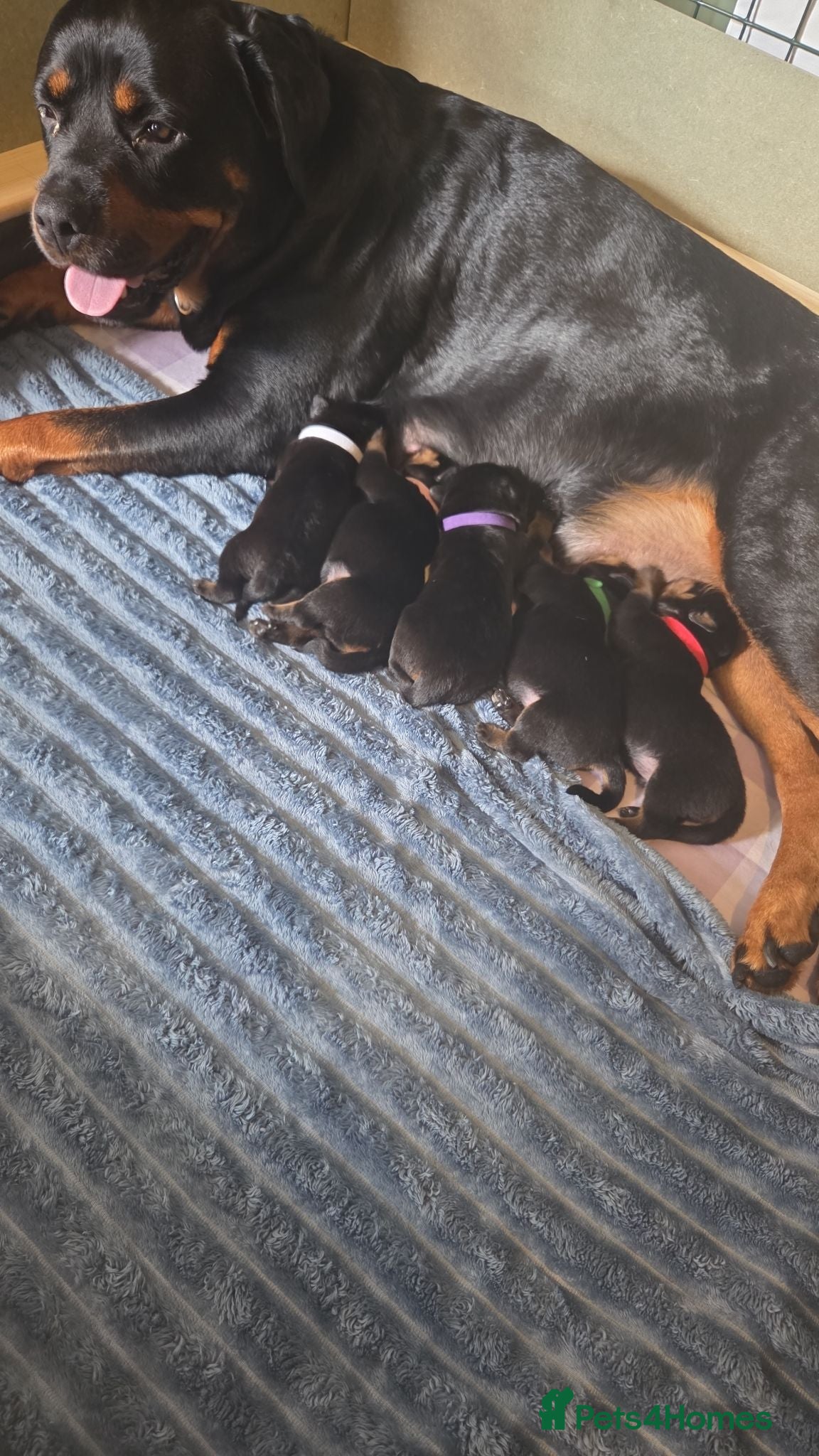 Rottweiler dogs Our Luna has had beautiful babies - Advert 1