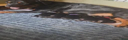 Rottweiler dogs for sale: Our Luna has had beautiful babies - Advert 1