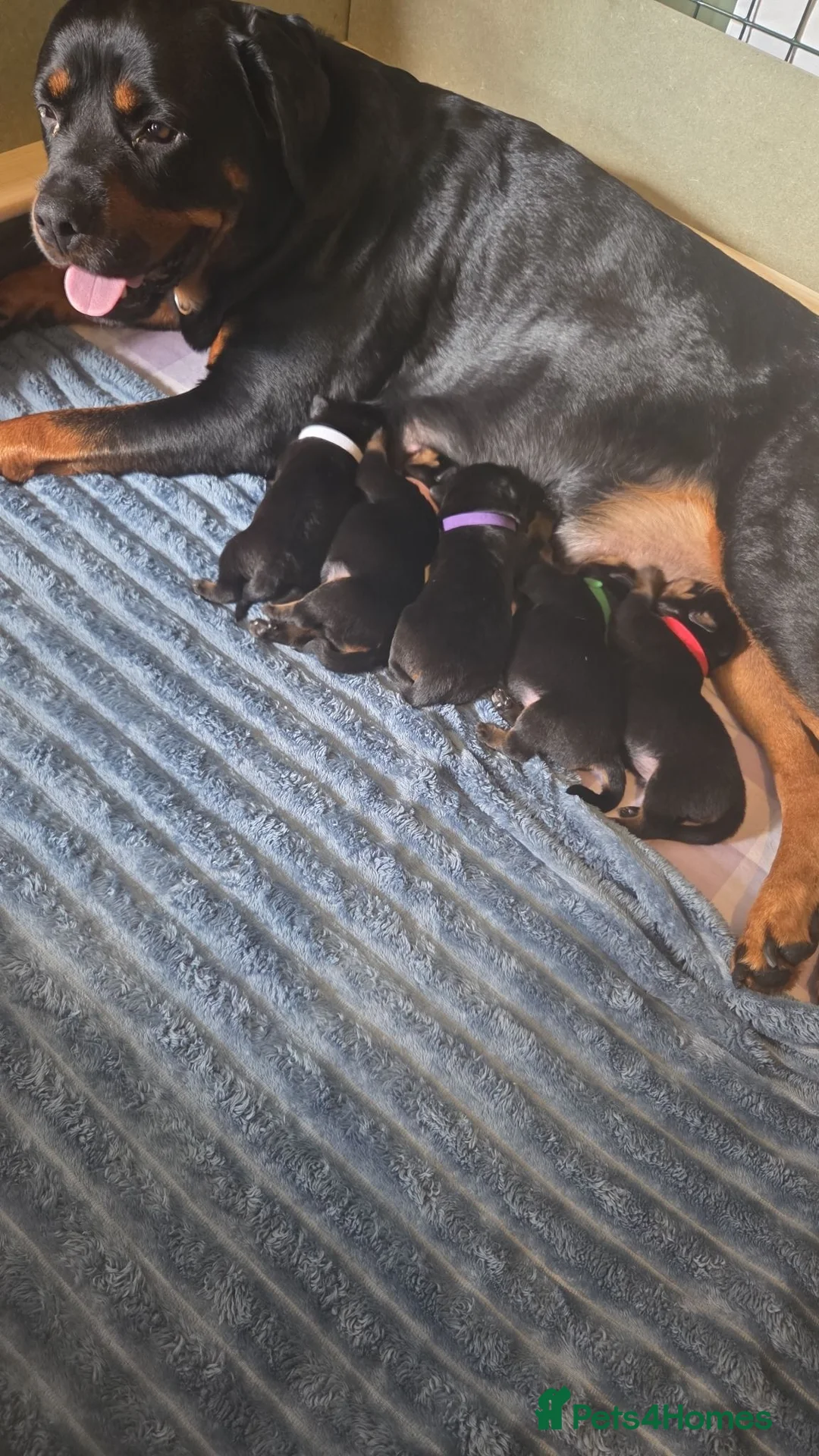 Rottweiler dogs for sale: Our Luna has had beautiful babies - Advert 1