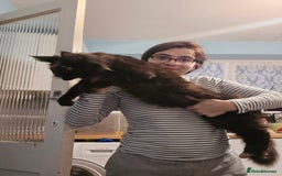 Maine Coon cats for sale: Last 3 Girls!! - Image 7