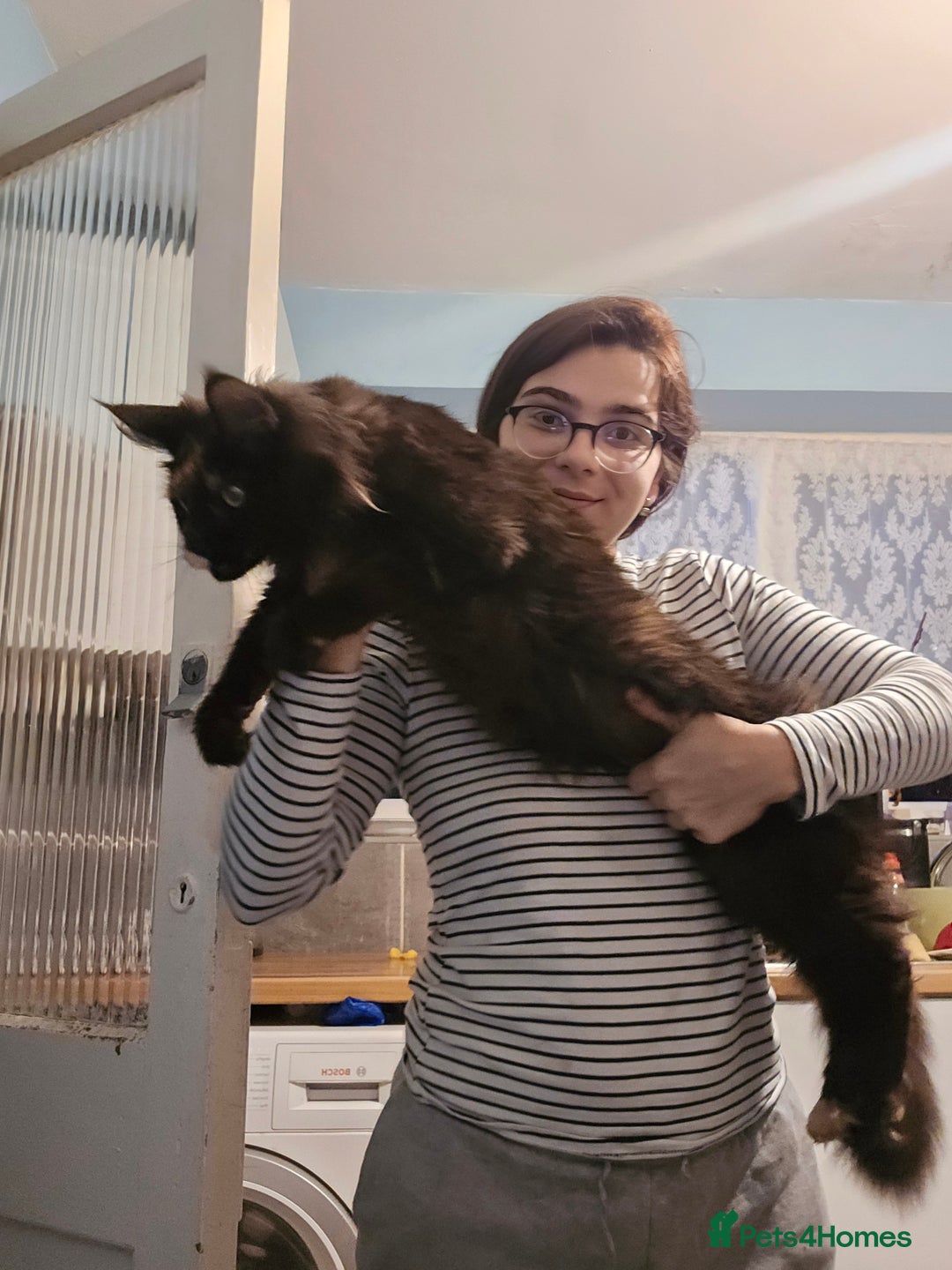 Maine Coon cats for sale: Last 3 Girls!! - Image 7