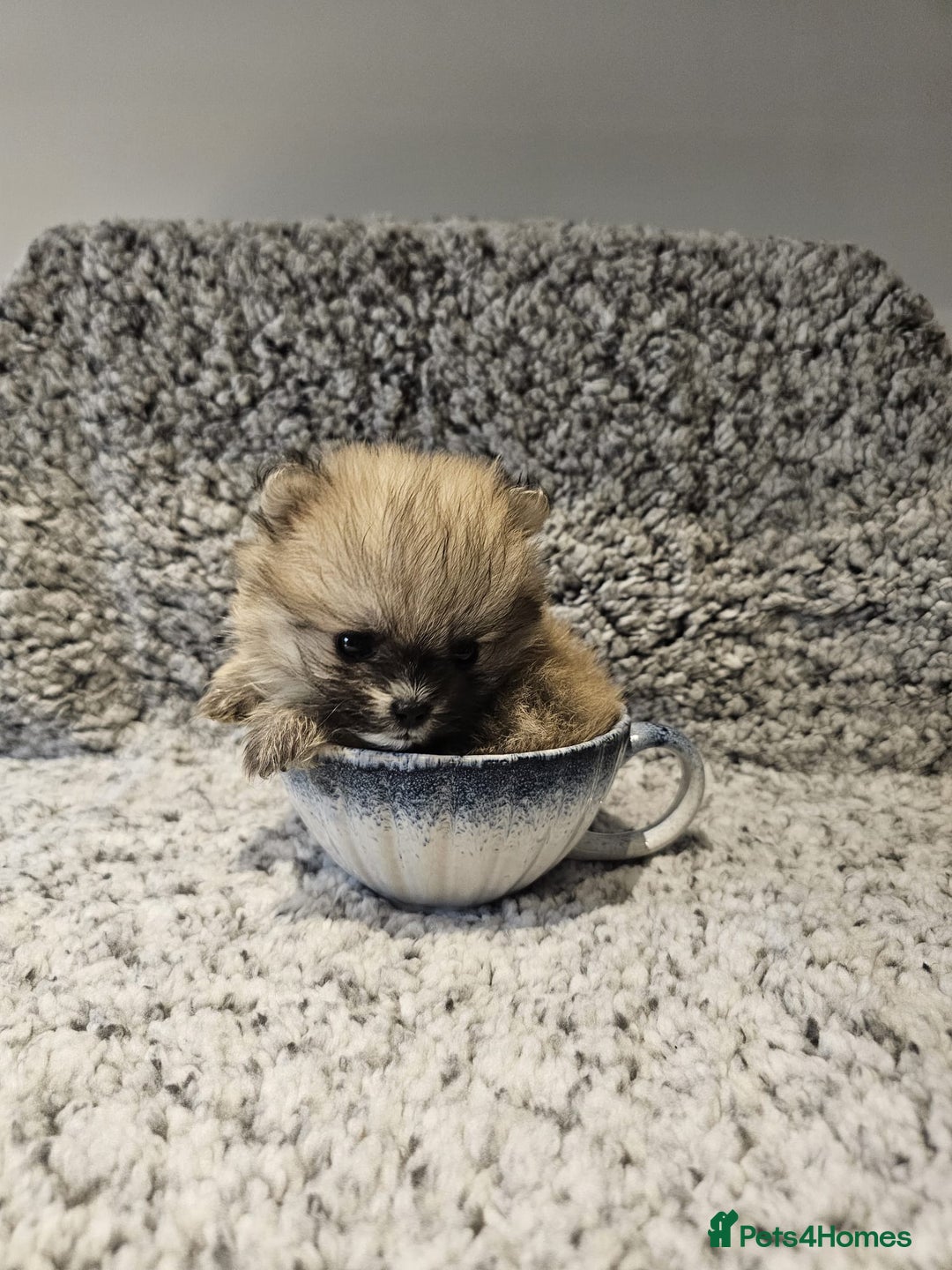 Pomeranian dogs for sale: Adorable mini Pomeranian ❤ - Advert 4