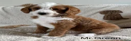 Australian Labradoodle dogs for sale: Gorgeous Tuxedo Marking Australian Labradoodles - Advert 16