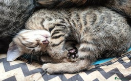 Bengal cats for sale: 🏆Families RARE Bengal X F5 Asian Leopard kittens  - Image 4