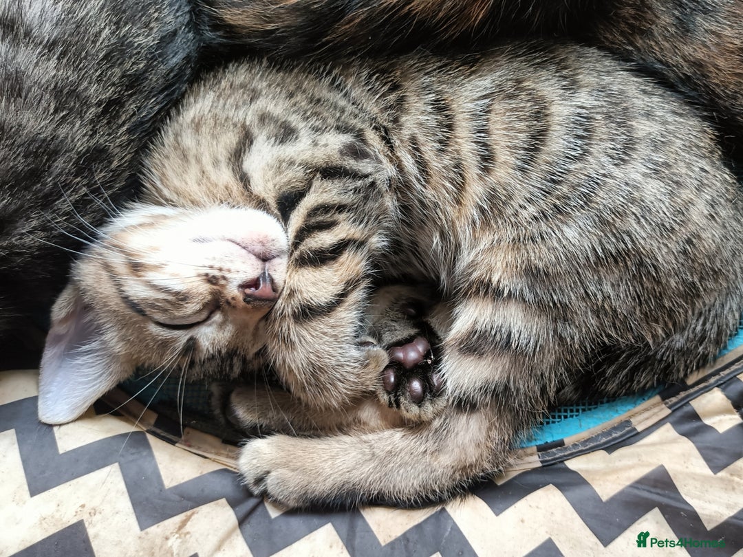 Bengal cats for sale: 🏆Families RARE Bengal X F5 Asian Leopard kittens  - Image 4