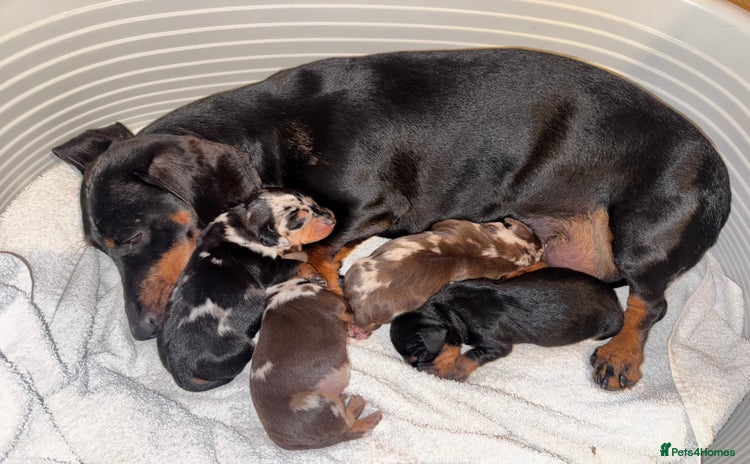 Miniature Dachshund dogs - Advert 15