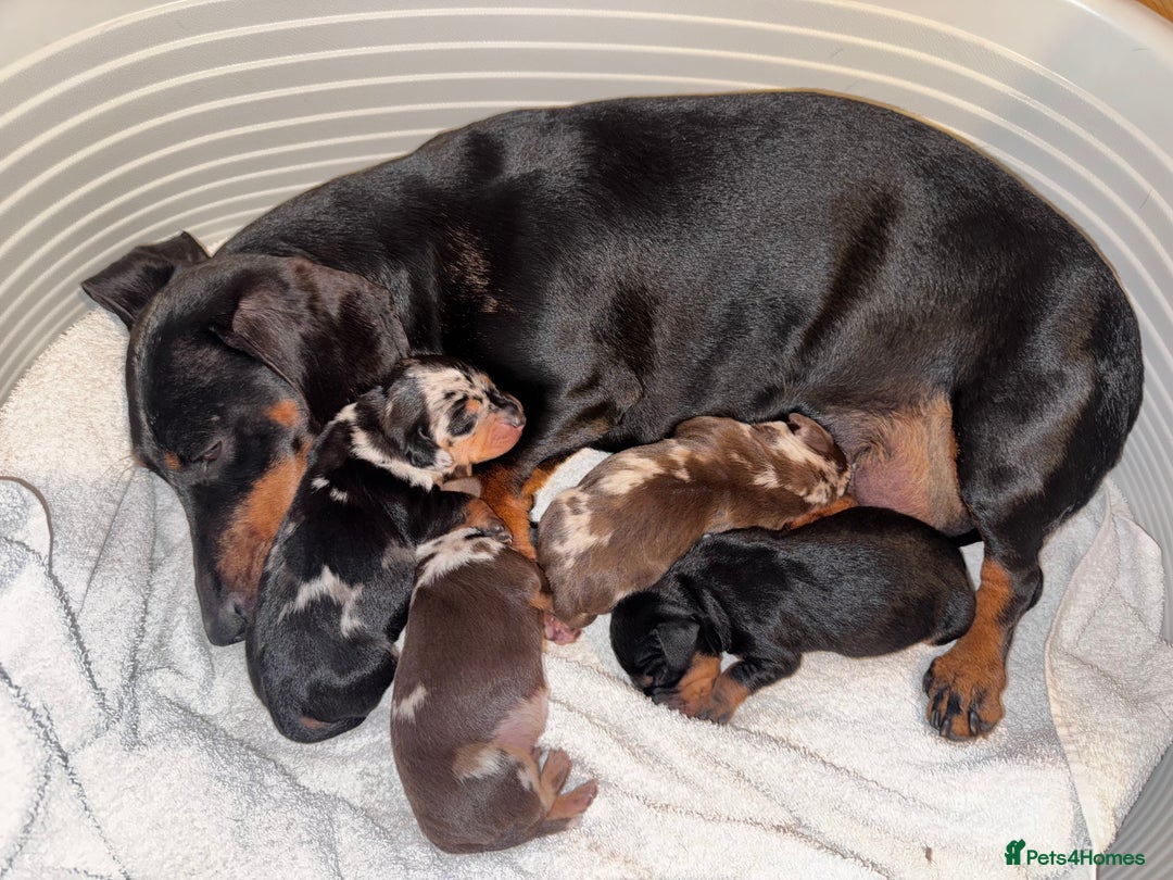 Miniature Dachshund dogs for sale: Mini Dachshund  - Image 1