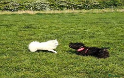 Shih Tzu dogs for sale: Rue the shitzu - Image 1