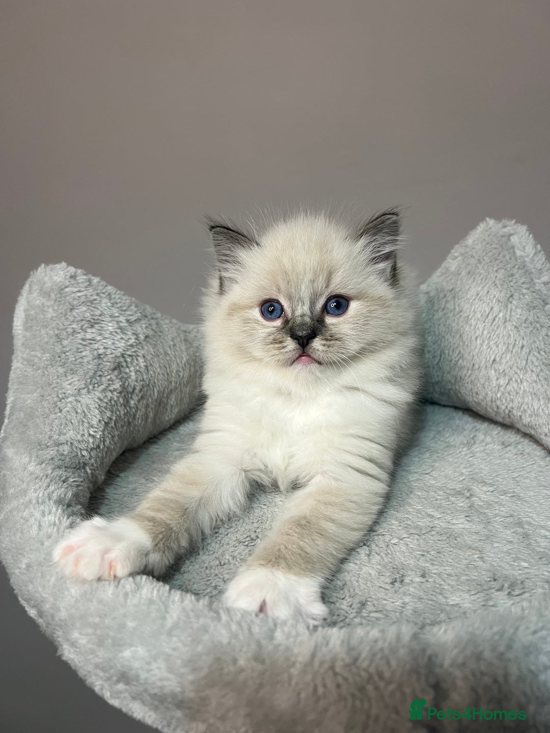 Ragdoll cats for sale: Registered Ragdolls kittens for sale - Image 25