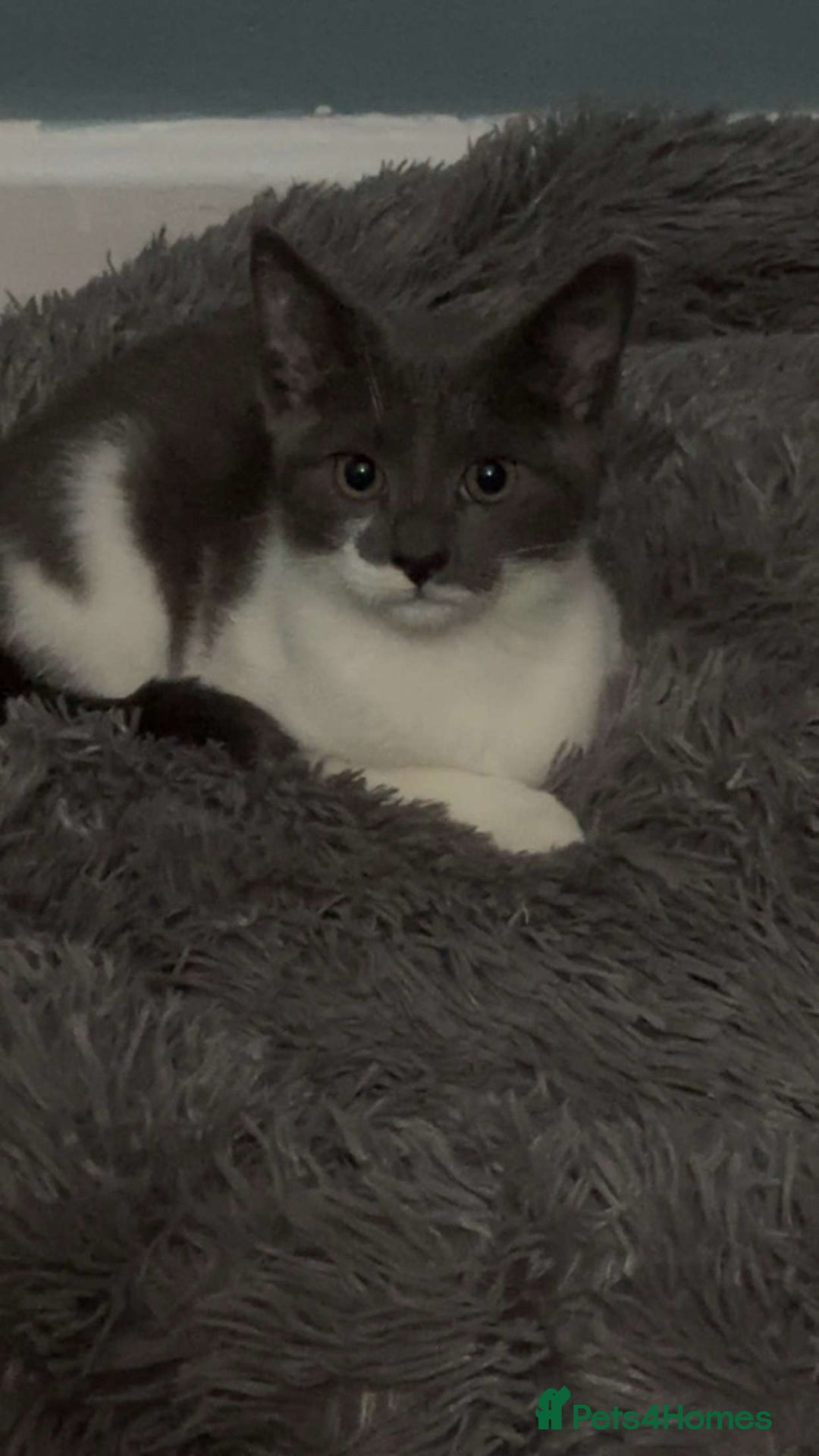 Mixed Breed cats for sale: Kitten for sale  - Advert 3