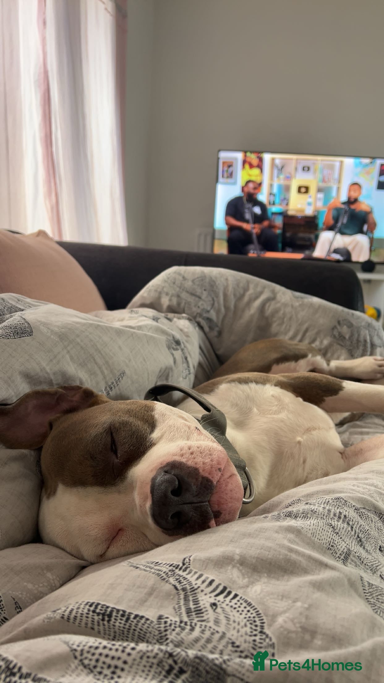 American Bully dogs 3yo standard bully - Advert 1