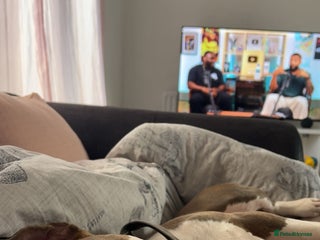 American Bully dogs 3yo standard bully - Advert 1