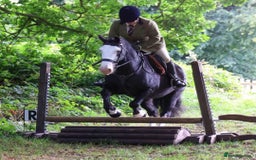 Other Breed horses for sale: Pocket rocket all rounder  - Image 2