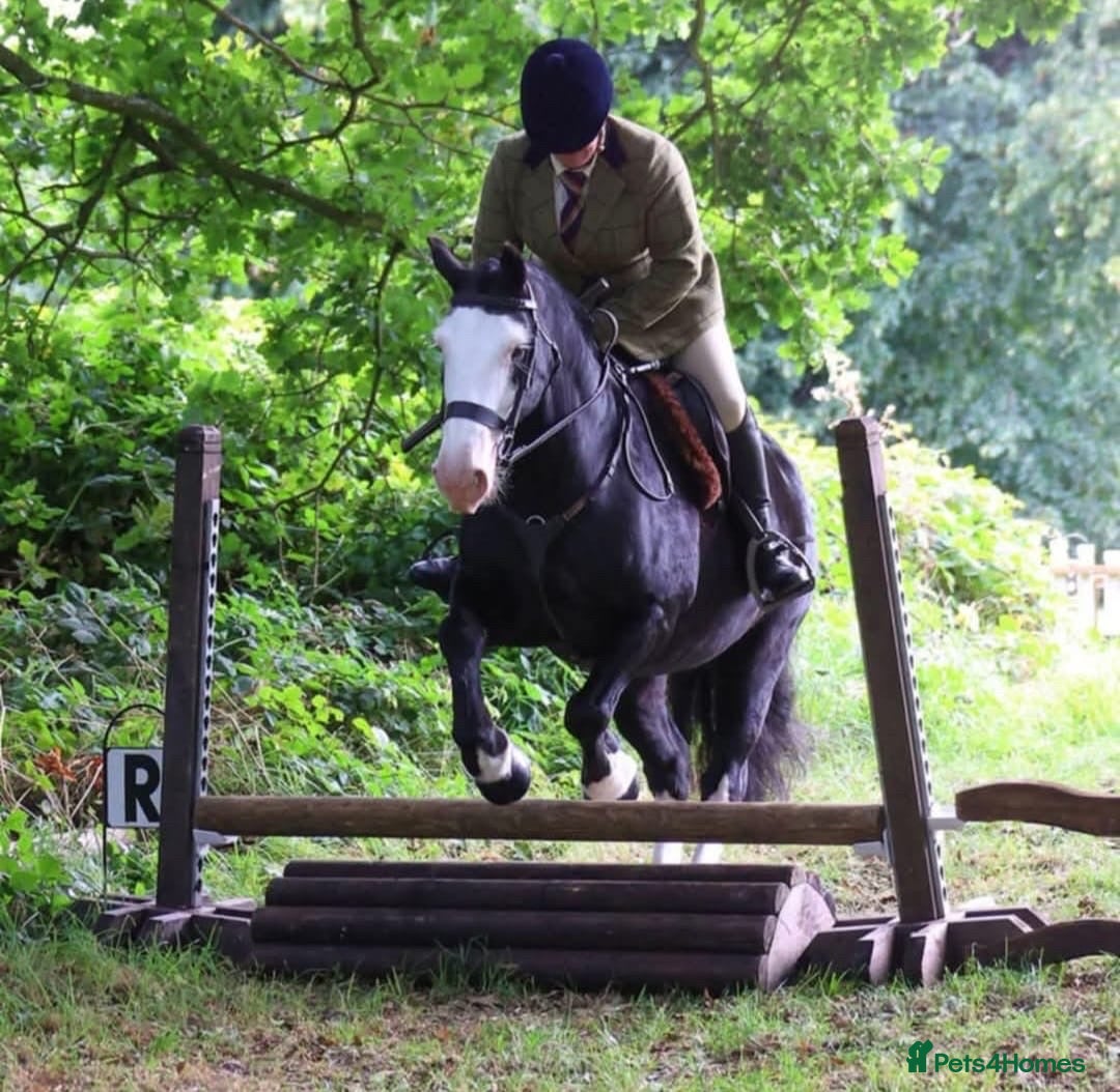 Other Breed horses for sale: Pocket rocket all rounder  - Image 2