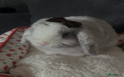 Mini Lop rabbits for sale: Mini lop rabbit  - Image 5