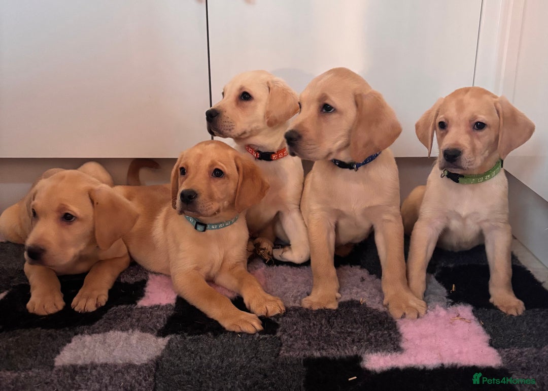 Labrador Retriever dogs for sale: Health tested pedigree labrador puppies - Advert 8