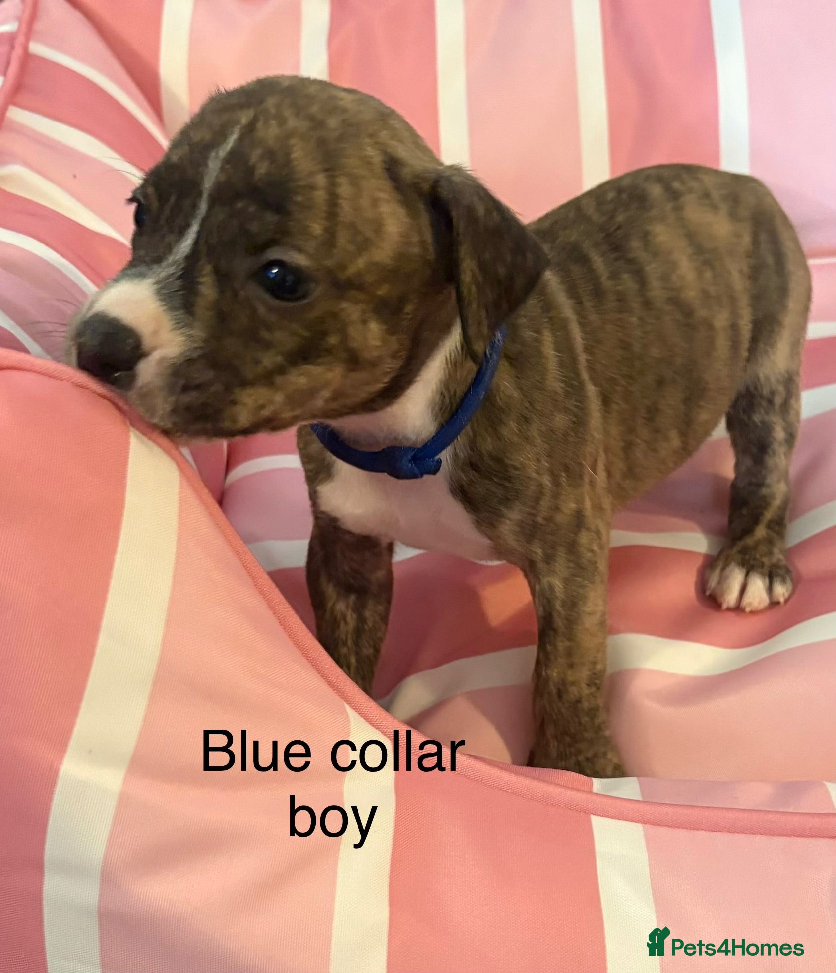Staffordshire Bull Terrier dogs Stunning litter of Staffies  - Advert 1