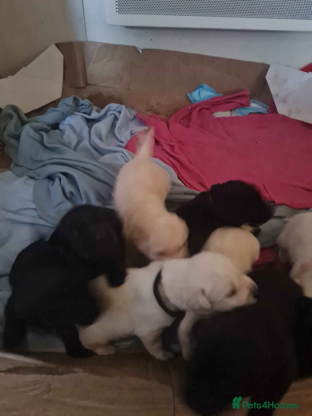 Labrador Retriever dogs for sale: Beautiful Golden and Black Labs - Advert 6