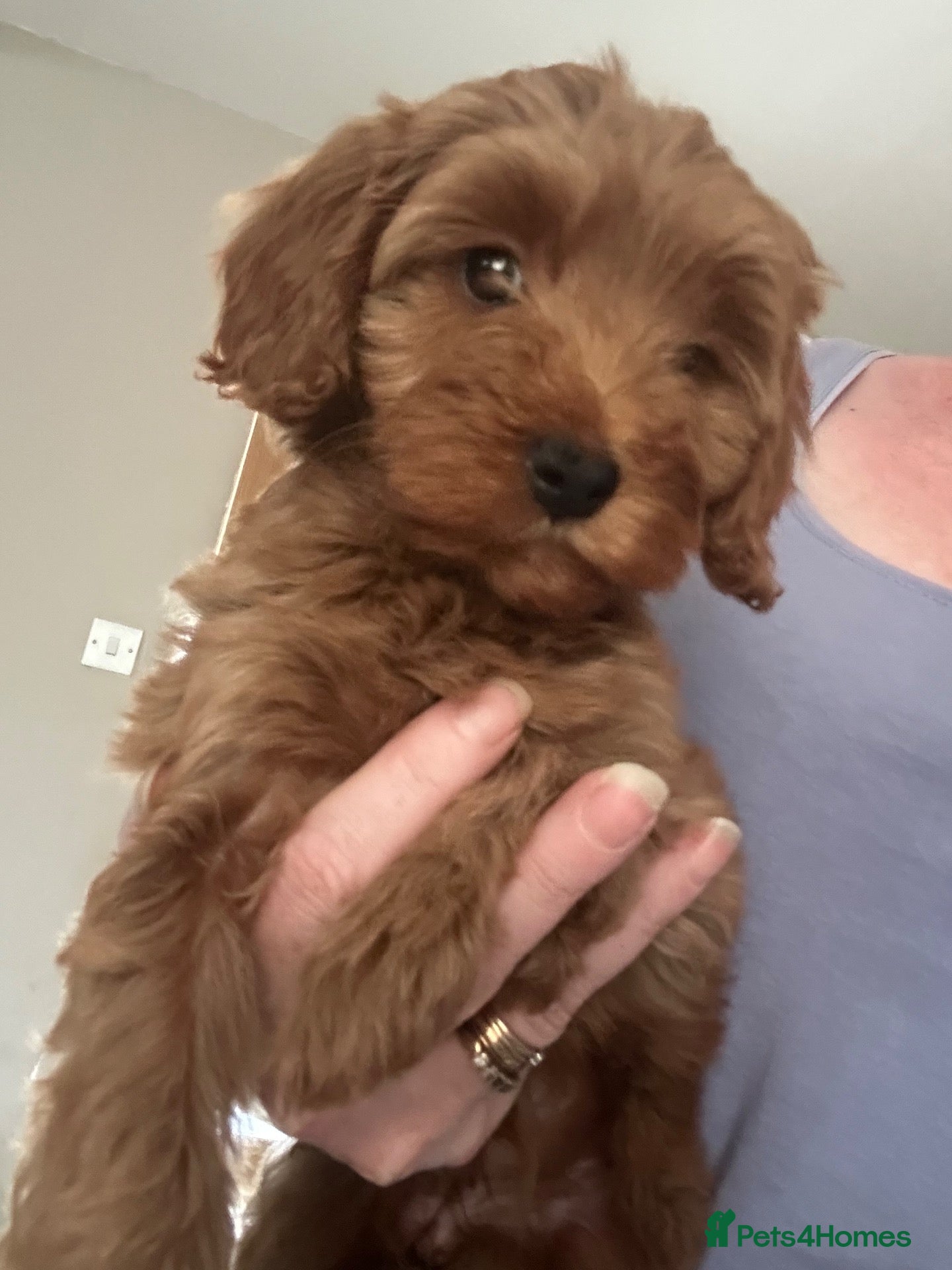 Cavapoo dogs Beautiful f1b red Cavapoo puppies    - Advert 1