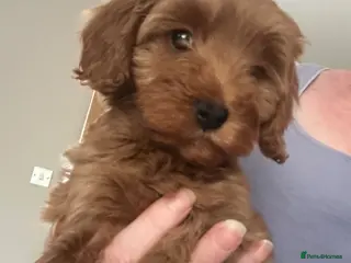 Cavapoo dogs Beautiful f1b red Cavapoo puppies - Advert 1