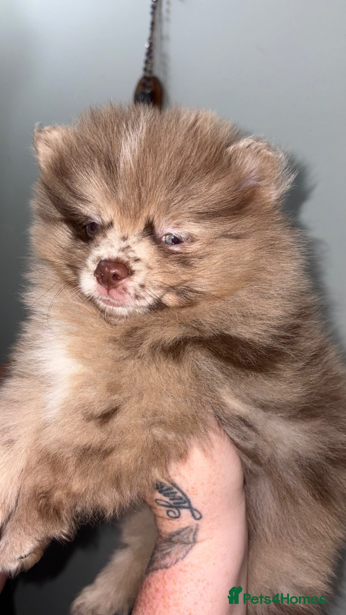 Pomeranian dogs READY NOW! KC✨DNA 100% POM!🧬HEALTH TESTED!🧬 - Advert 5
