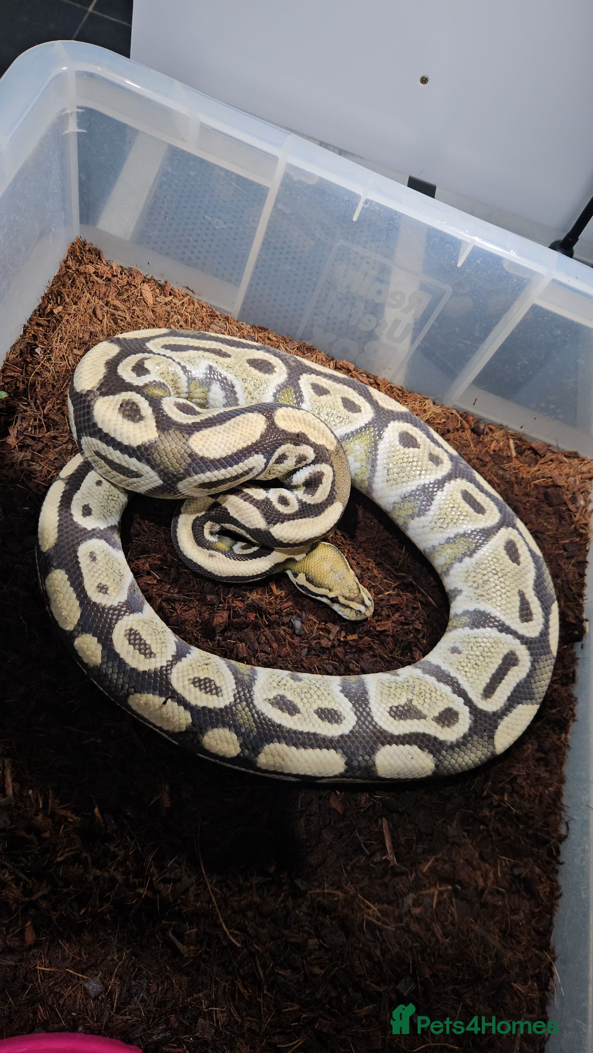 Python Snake reptiles Desert ghost het clown male proven breeder  - Advert 2
