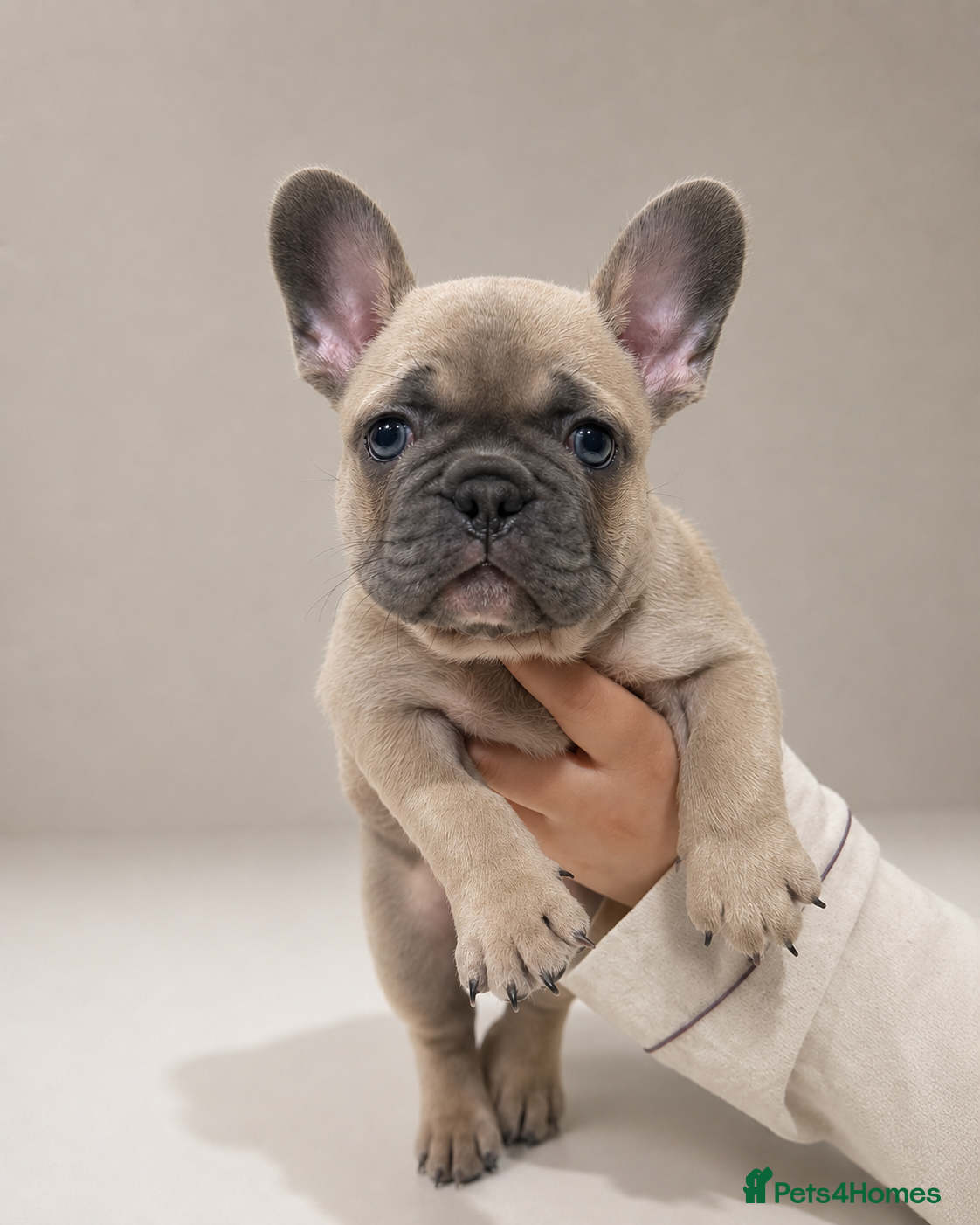 French Bulldog dogs ⭐️Health cleared KC registered French Bulldogs⭐️ - Advert 1