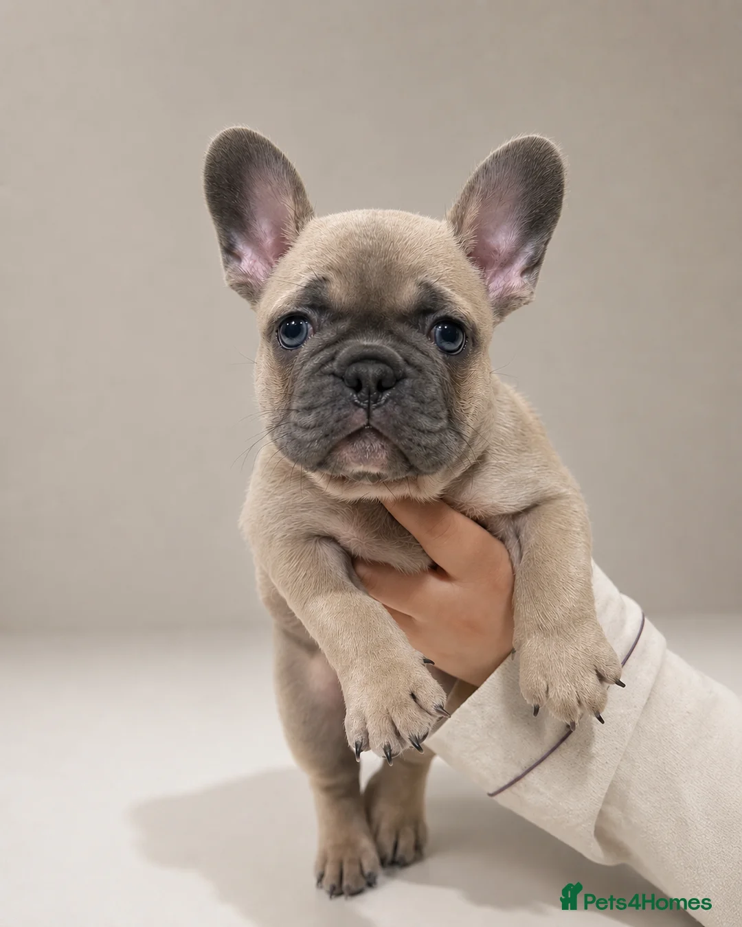 French Bulldog dogs for sale: ⭐️Health cleared KC registered French Bulldogs⭐️ - Advert 1