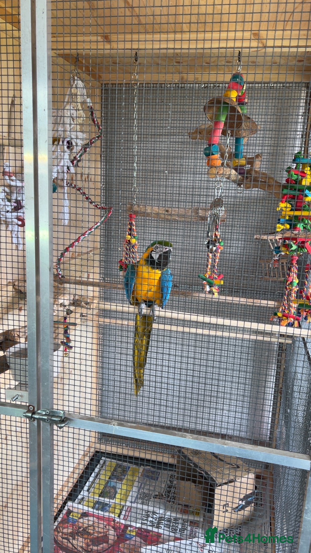 Macaws birds Beautiful macaw - Advert 1