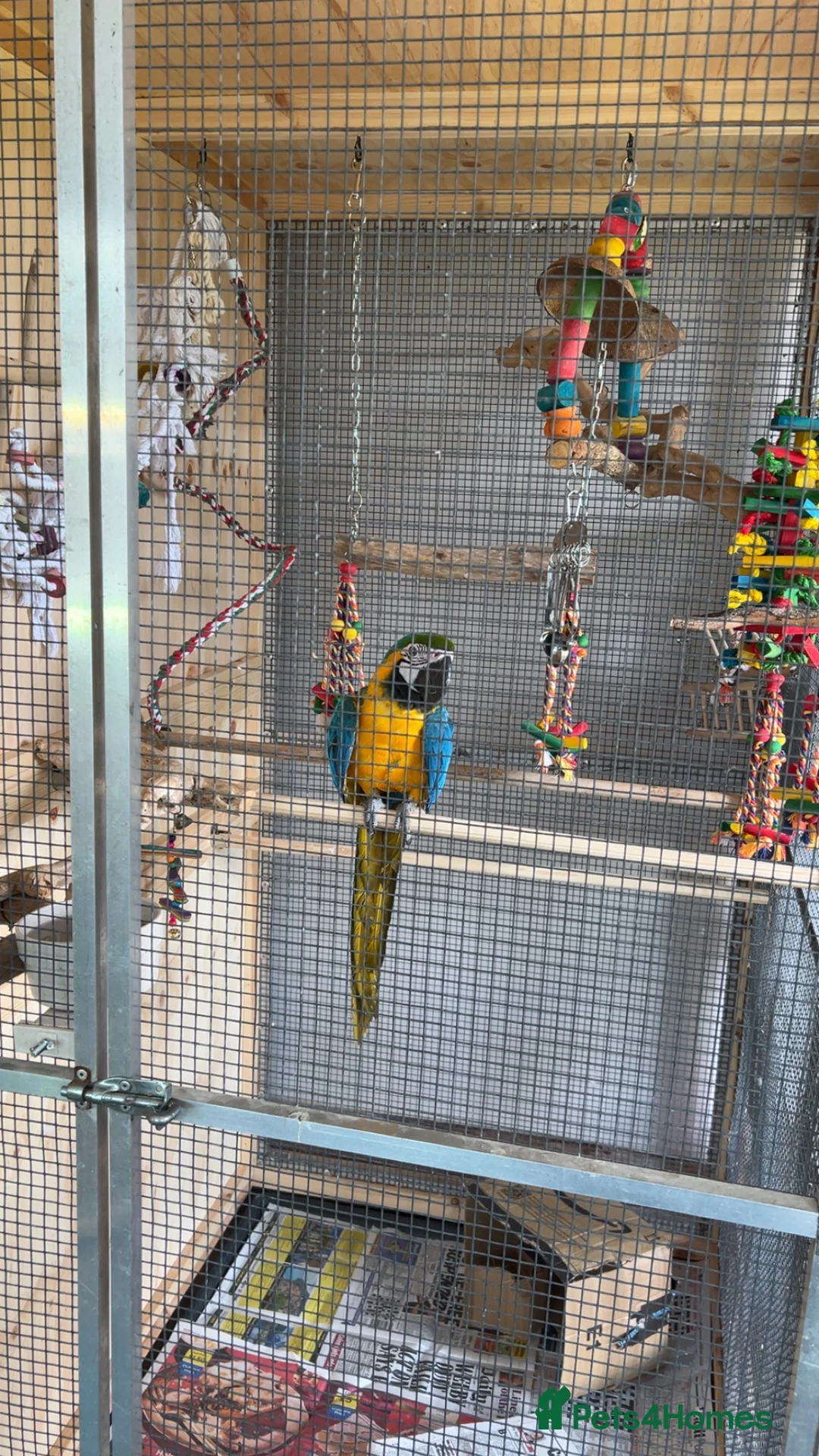 Macaws birds for sale: Beautiful macaw - Advert 1