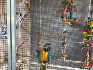 Macaws birds Beautiful macaw - Advert 1