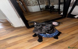 Mixed Breed dogs for sale: French bulldog mixed - Image 3