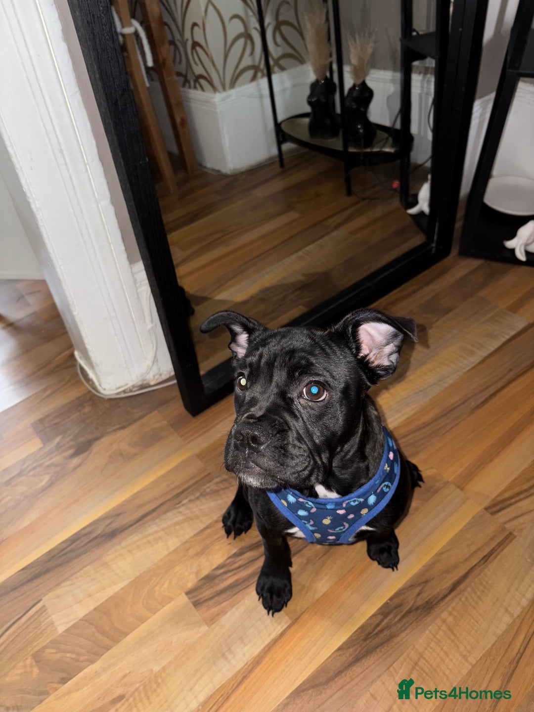 Mixed Breed dogs for sale: French bulldog mixed - Image 3