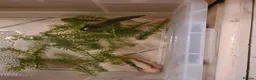 Other/Mixed Breed fish for sale: Axolotls (coldwater) - Advert 1