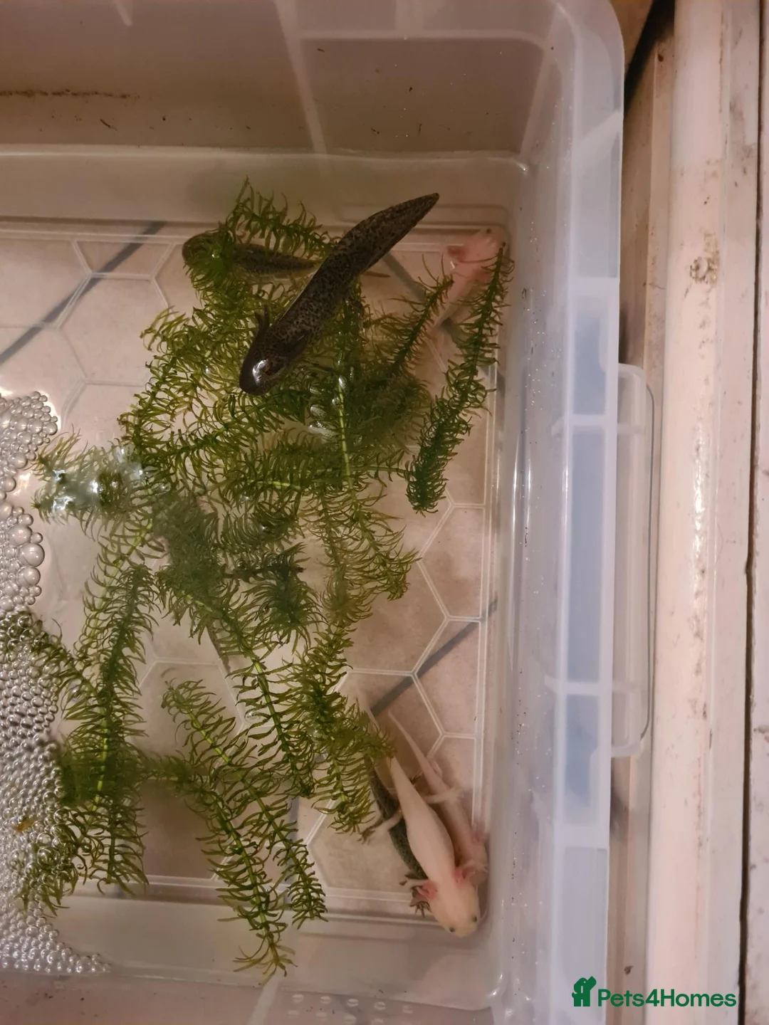 Other/Mixed Breed fish for sale: Axolotls (coldwater) - Advert 1