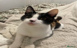 Domestic Shorthair cats for sale: Kiara - Image 3