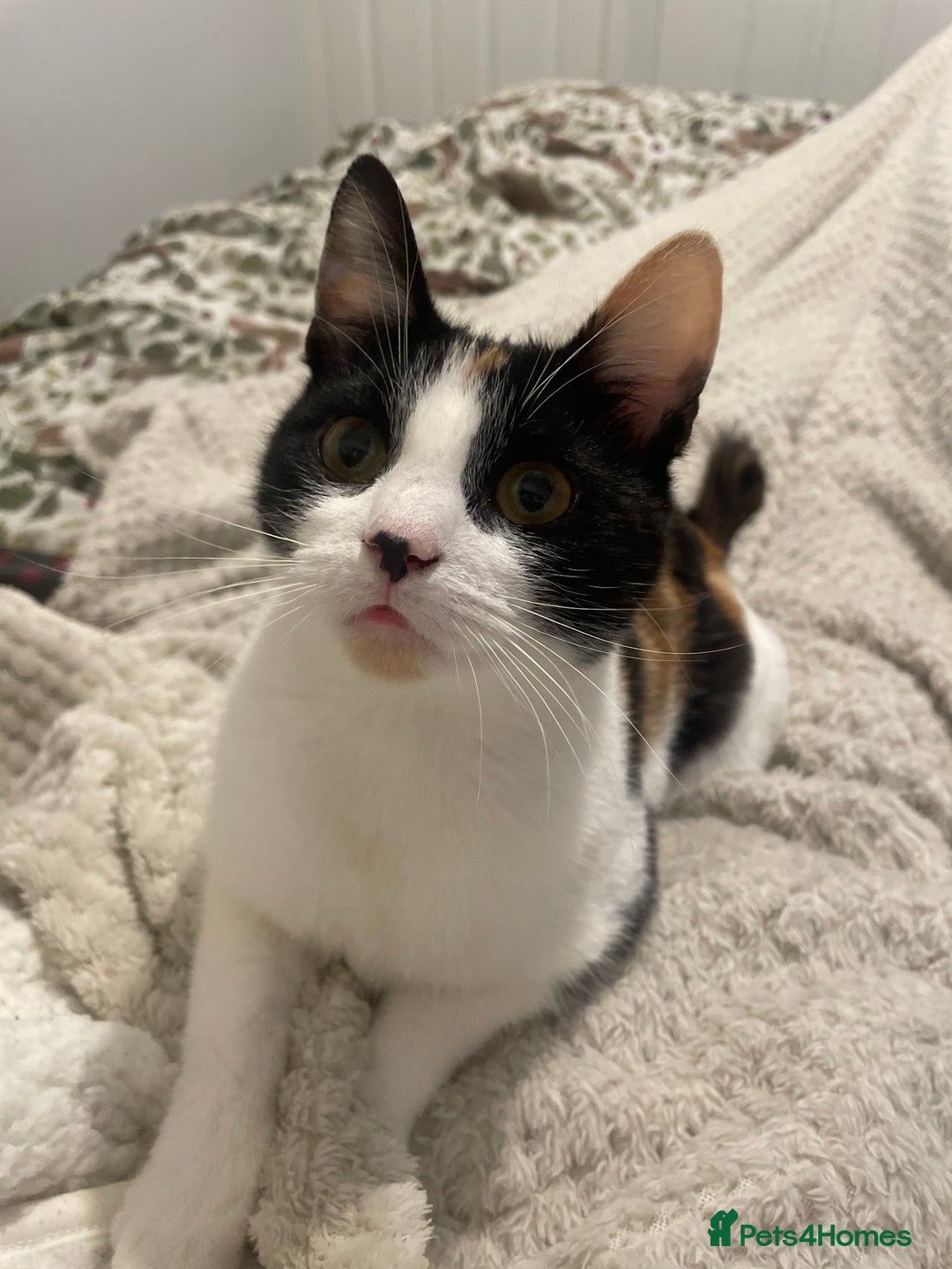 Domestic Shorthair cats for sale: Kiara - Image 3