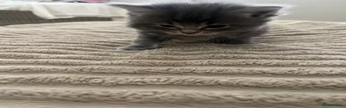 Ragdoll 3