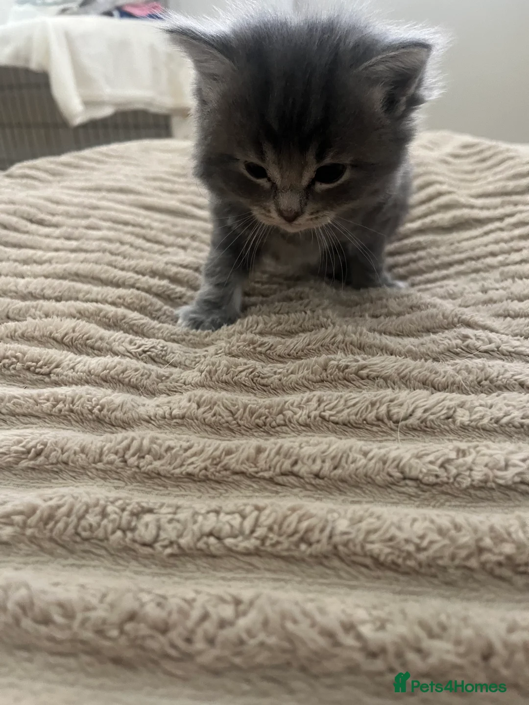 Ragdoll cats for sale: Beautiful ragdoll kittens  in Edinburgh - Advert 2