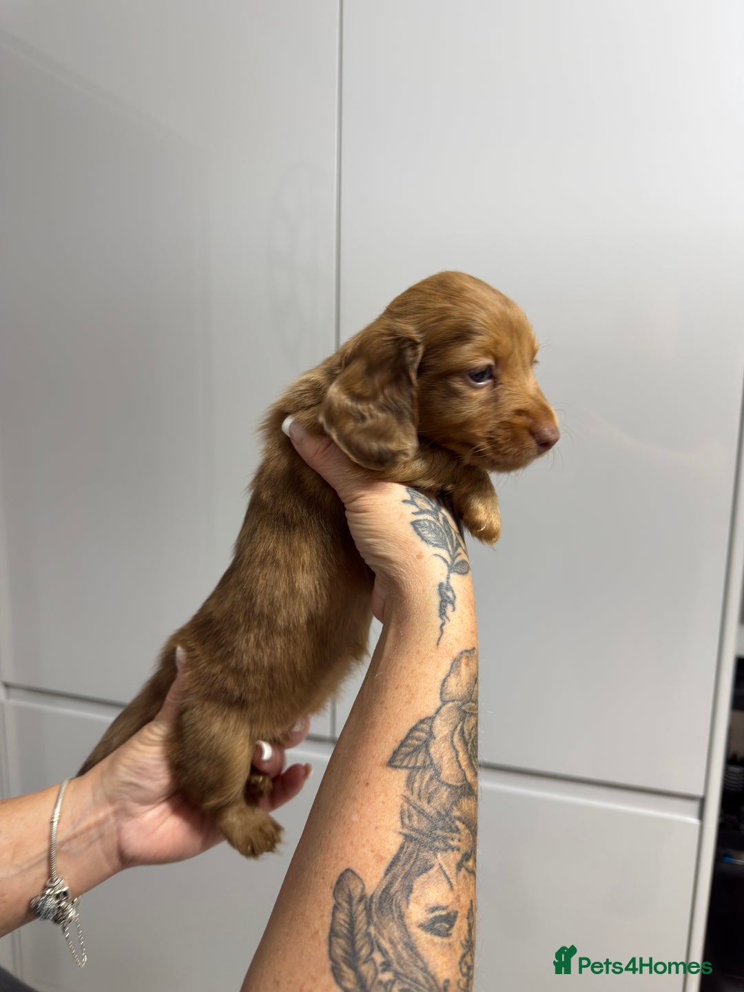 Miniature Dachshund dogs for sale: Beautiful Longhair miniature Dachshund - Image 9