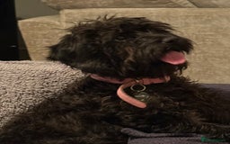 Labradoodle dogs for sale: Miniature Labradoodle RESERVED - Image 4