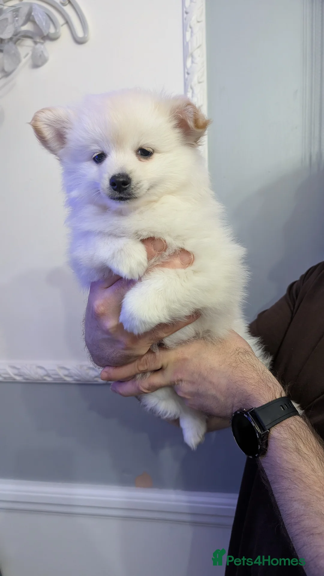 Pomchi dogs for sale: Pomchi puppy's  - Advert 2