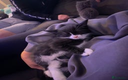 Domestic Shorthair cats for sale: ✨4 Loving Kittens Ready Now ✨ - Advert 11