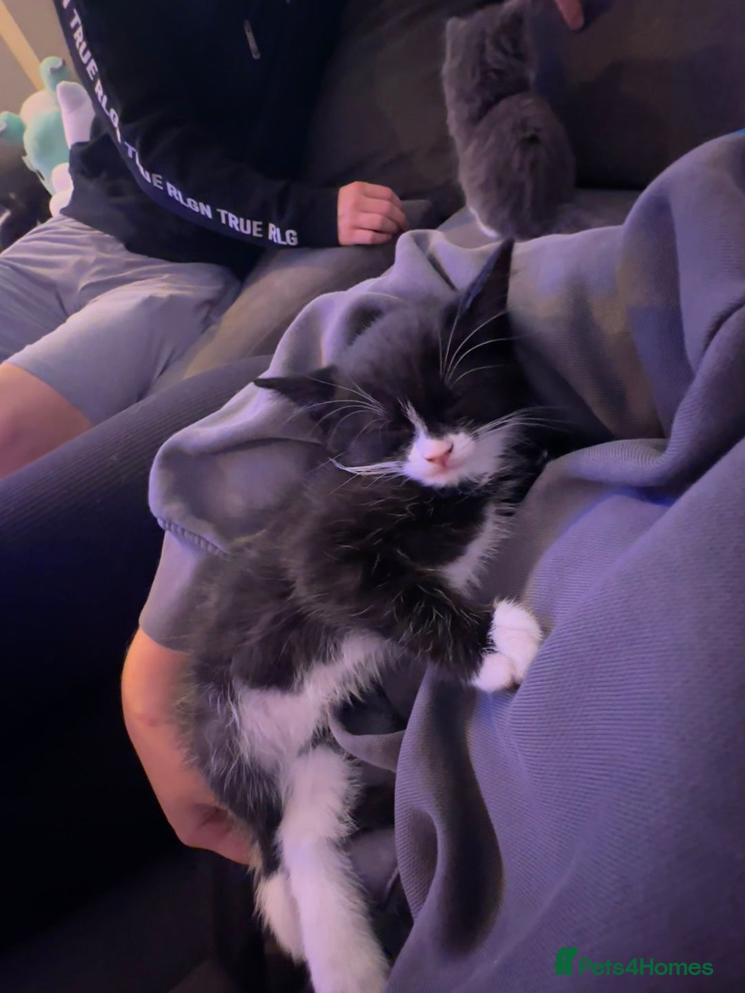 Domestic Shorthair cats for sale: ✨4 Loving Kittens Ready Now ✨ - Advert 11